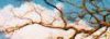 Arbre g�n�alogique