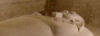 M�renptah