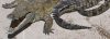 Le premier mus�e du crocodile � Assouan