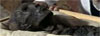Le visage de Toutankhamon d�voil�